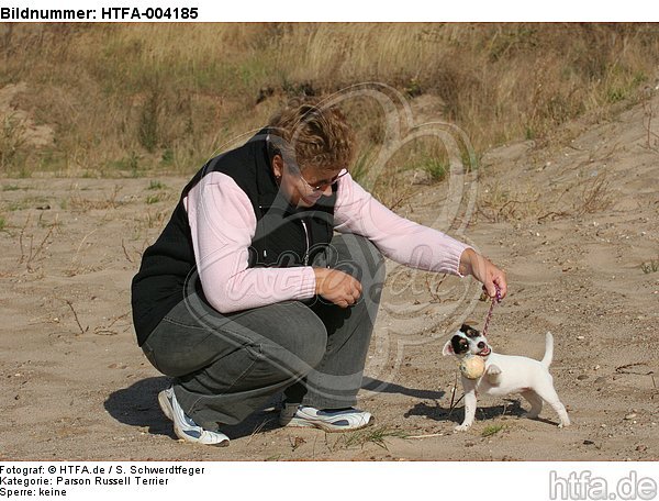 Parson Russell Terrier Welpe / parson russell terrier puppy / HTFA-004185