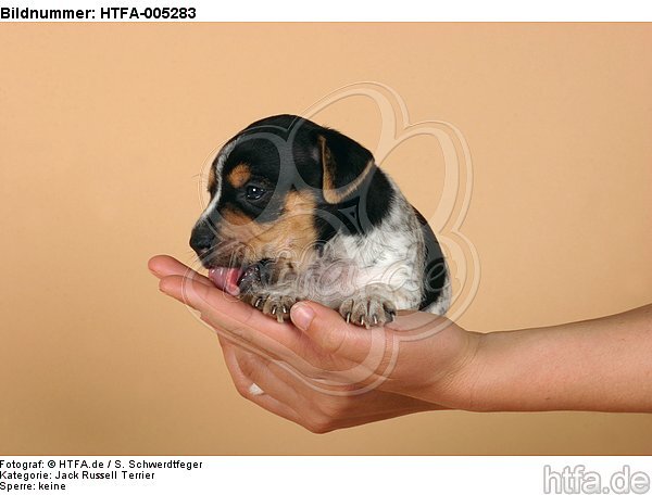 Jack Russell Terrier Welpe / jack russell terrier puppy / HTFA-005283