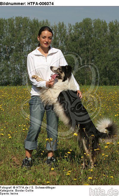 Border Collie / HTFA-006074