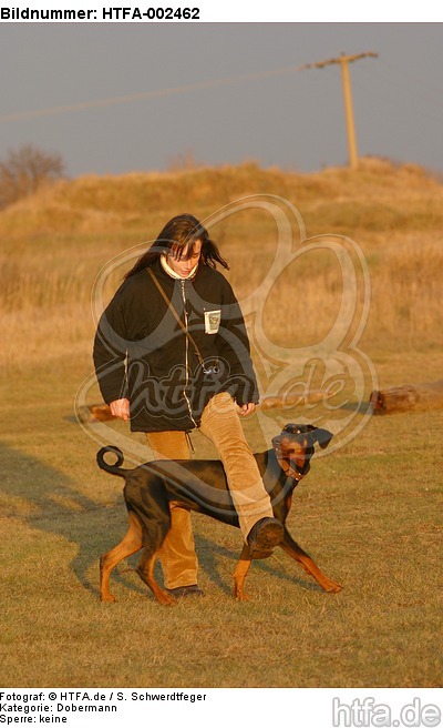 Dobermann / doberman pinscher / HTFA-002462