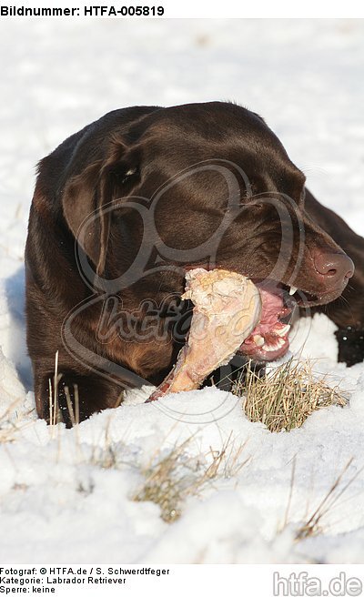 Labrador Retriever / HTFA-005819