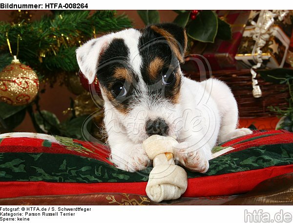 Parson Russell Terrier Welpe zu Weihnachten / PRT puppy at christmas / HTFA-008264