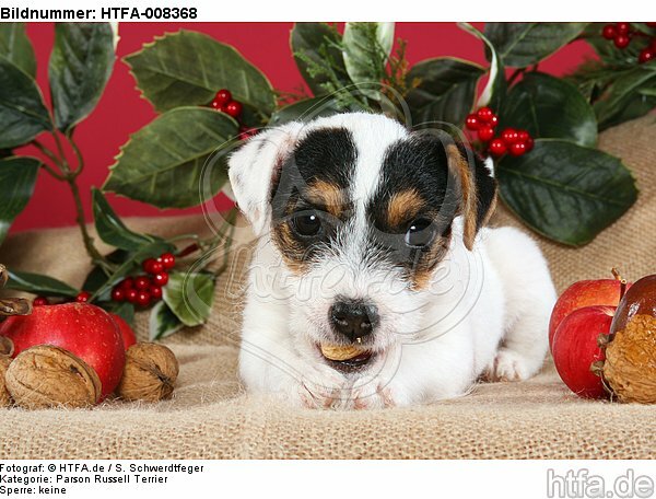 Parson Russell Terrier Welpe zu Weihnachten / PRT puppy at christmas / HTFA-008368