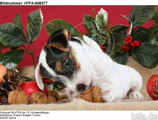 Parson Russell Terrier Welpe zu Weihnachten / PRT puppy at christmas / HTFA-008377