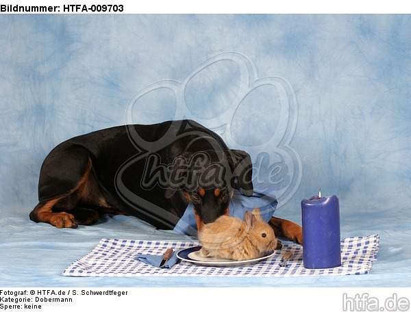 Dobermann beim Essen / Doberman Pinscher at dinner / HTFA-009703