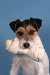 Parson Russell Terrier mit Kauknochen / prt with bone