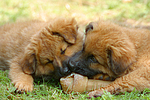 fressende Harzer Fuchs Welpen / eating Harzer Fuchs puppies