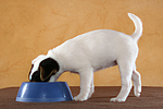 fressender Parson Russell Terrier Welpe / eating PRT puppy