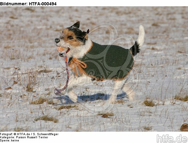 Parson Russell Terrier spielt im Schnee / playing PRT in snow / HTFA-000494