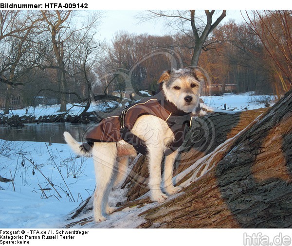 Parson Russell Terrier im Schnee / prt in PRT / HTFA-009142