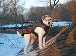 Parson Russell Terrier im Schnee / prt in PRT