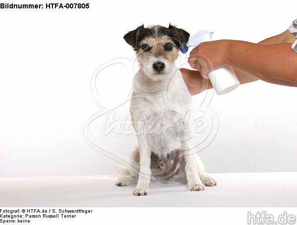 Parson Russell Terrier / HTFA-007805