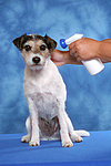 Parson Russell Terrier