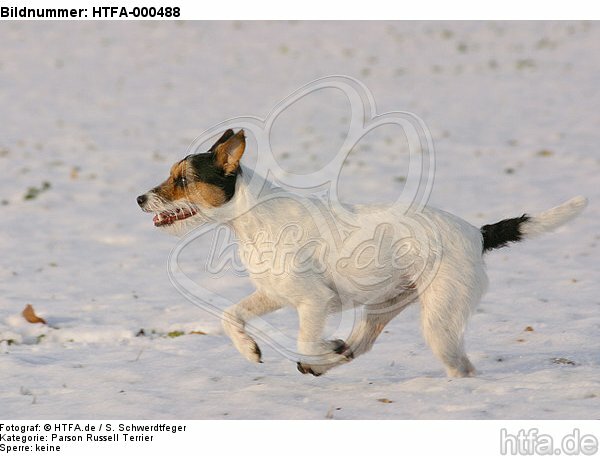 Parson Russell Terrier rennt durch den Schnee / running PRT in snow / HTFA-000488