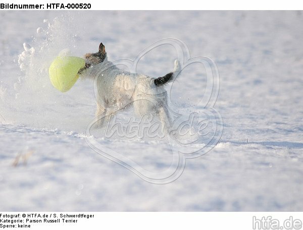 spielender Parson Russell Terrier im Schnee / playing prt in snow / HTFA-000520