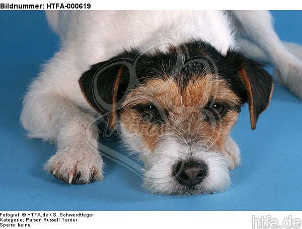 liegender Parson Russell Terrier / lying prt / HTFA-000619