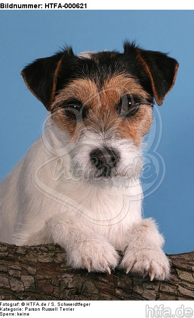 Parson Russell Terrier Portrait / HTFA-000621