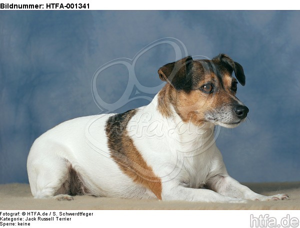 Jack Russell Terrier / HTFA-001341