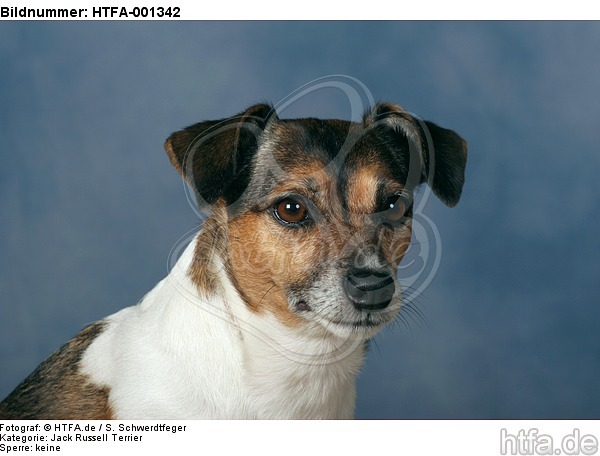 Jack Russell Terrier / HTFA-001342