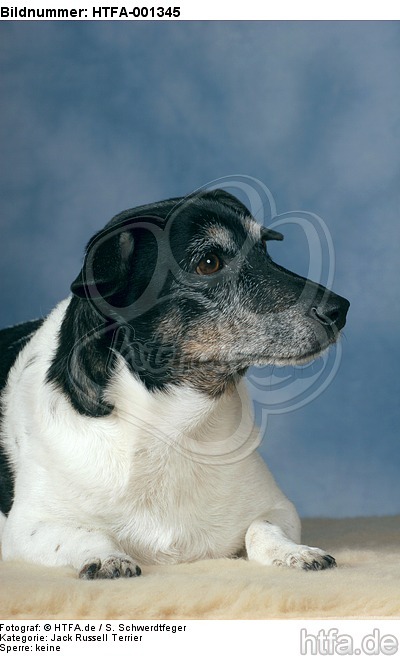 Jack Russell Terrier / HTFA-001345