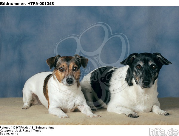 Jack Russell Terrier / HTFA-001348