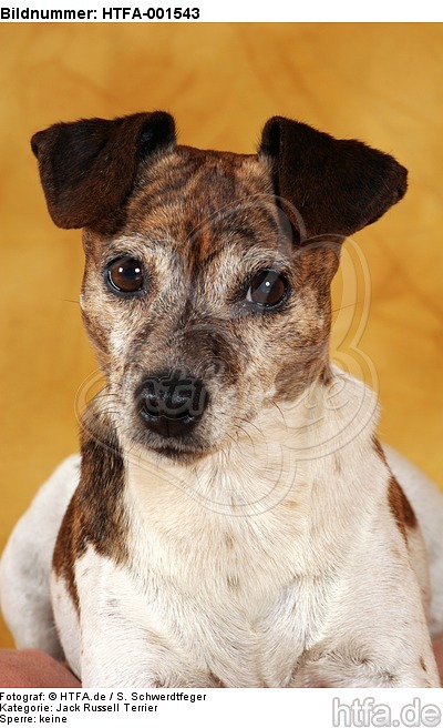 Jack Russell Terrier / HTFA-001543