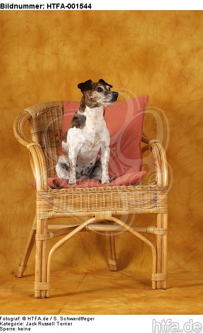 Jack Russell Terrier / HTFA-001544