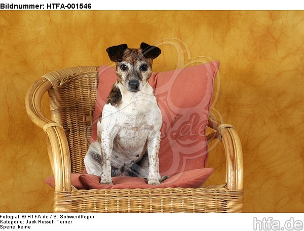 Jack Russell Terrier / HTFA-001546