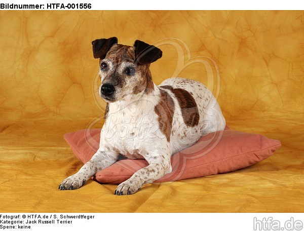 Jack Russell Terrier / HTFA-001556