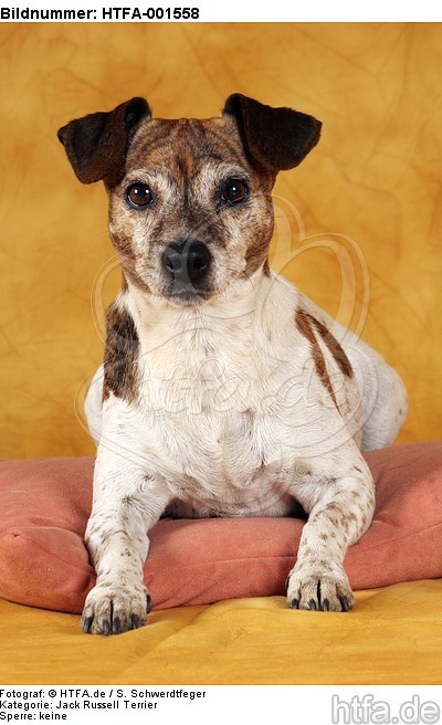Jack Russell Terrier / HTFA-001558
