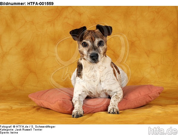 Jack Russell Terrier / HTFA-001559