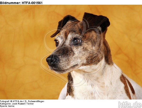 Jack Russell Terrier / HTFA-001561