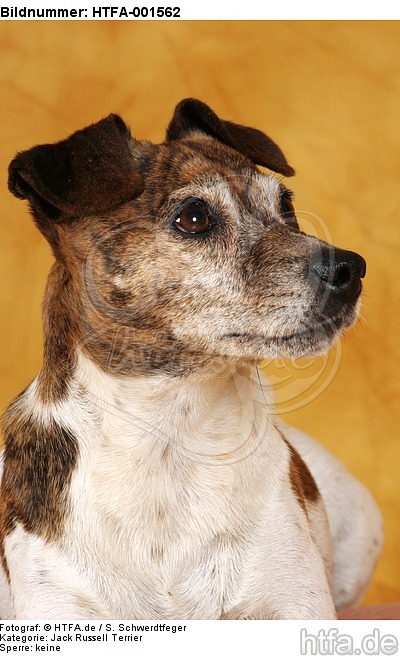 Jack Russell Terrier / HTFA-001562
