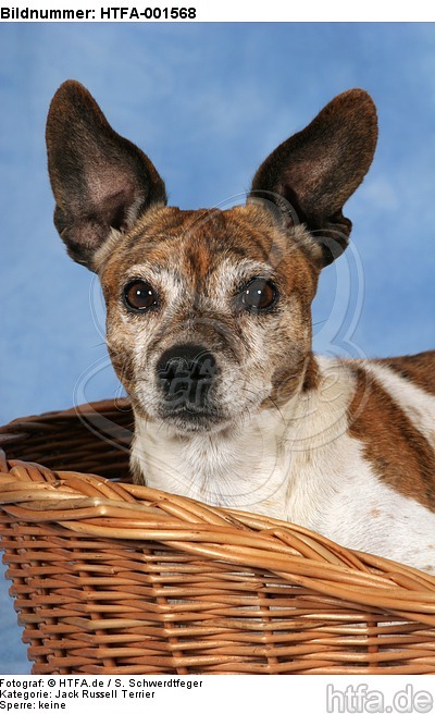 Jack Russell Terrier / HTFA-001568