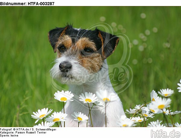 Parson Russell Terrier / HTFA-003287