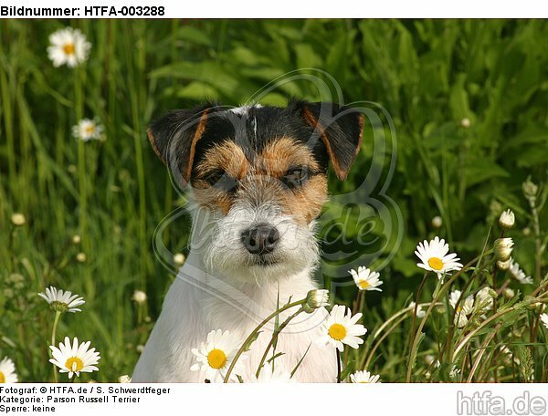 Parson Russell Terrier / HTFA-003288