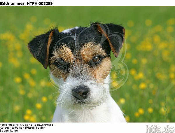 Parson Russell Terrier / HTFA-003289