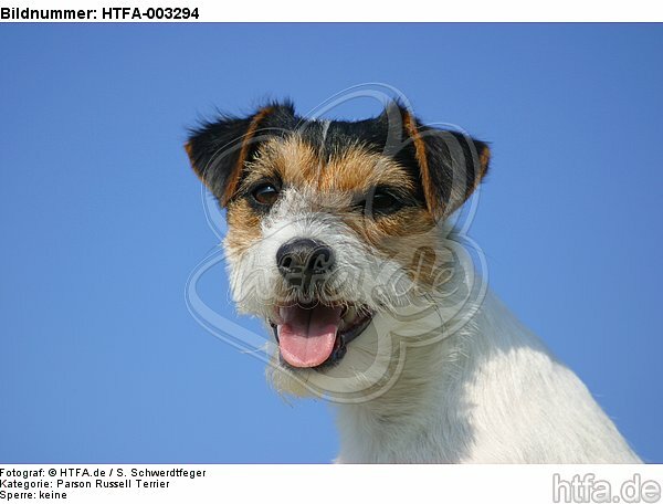 Parson Russell Terrier / HTFA-003294