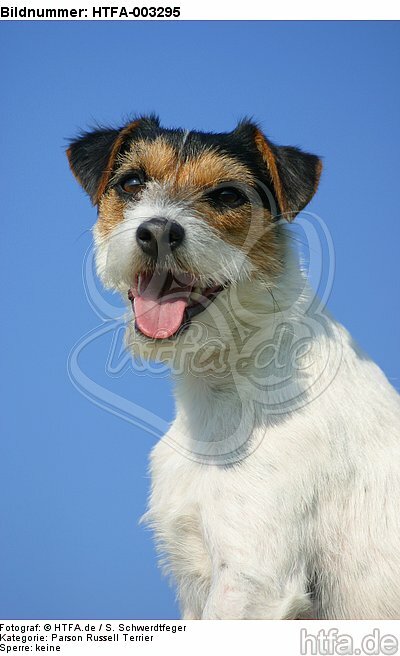 Parson Russell Terrier / HTFA-003295