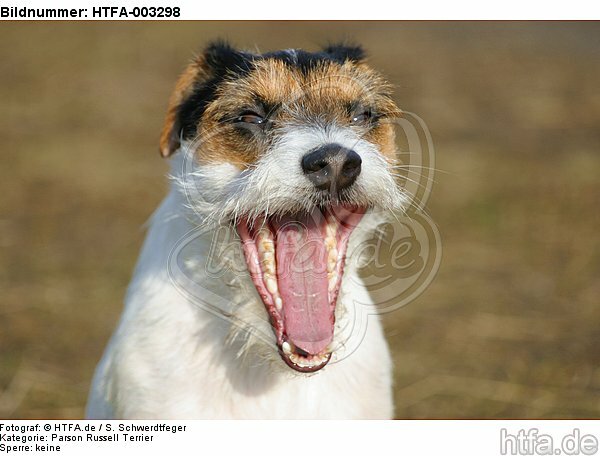 Parson Russell Terrier / HTFA-003298