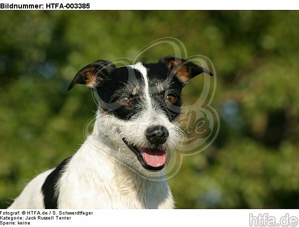 Jack Russell Terrier / HTFA-003385