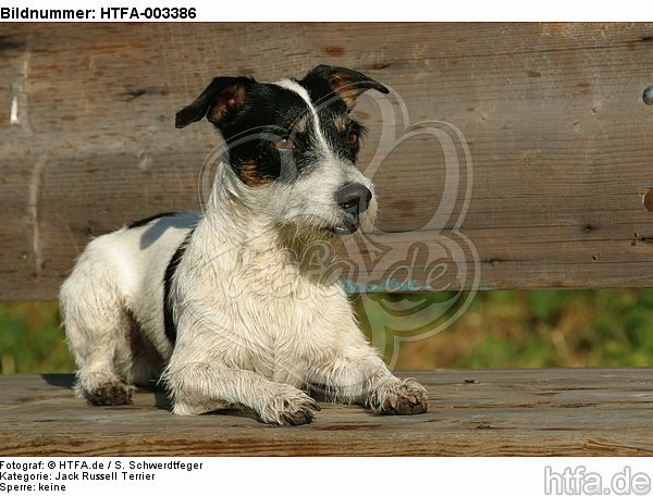 Jack Russell Terrier / HTFA-003386