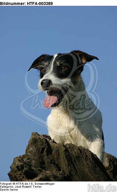 Jack Russell Terrier / HTFA-003389