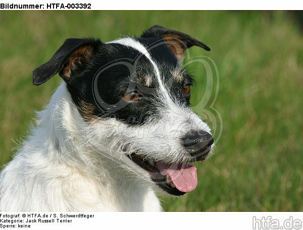 Jack Russell Terrier / HTFA-003392