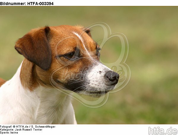 Jack Russell Terrier / HTFA-003394