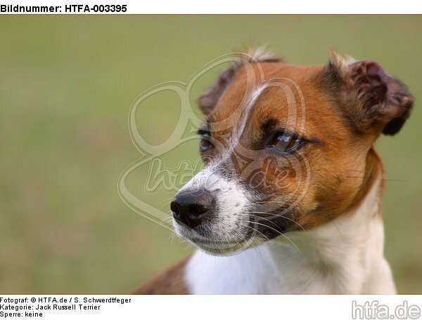 Jack Russell Terrier / HTFA-003395