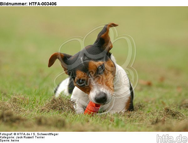 Jack Russell Terrier / HTFA-003406