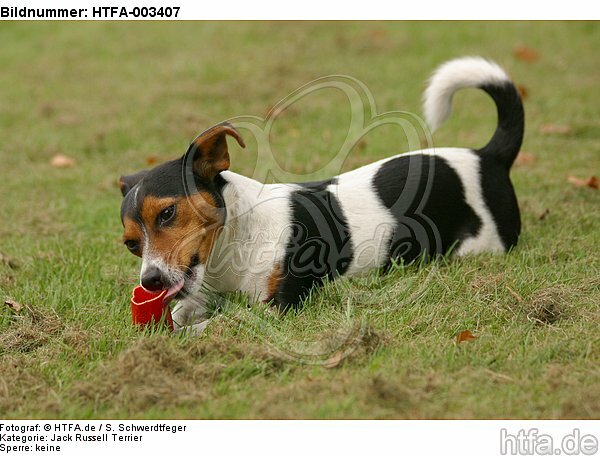 Jack Russell Terrier / HTFA-003407
