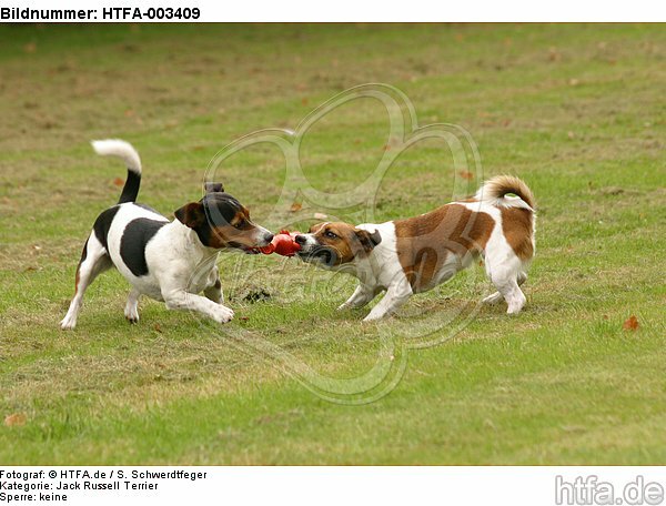 Jack Russell Terrier / HTFA-003409