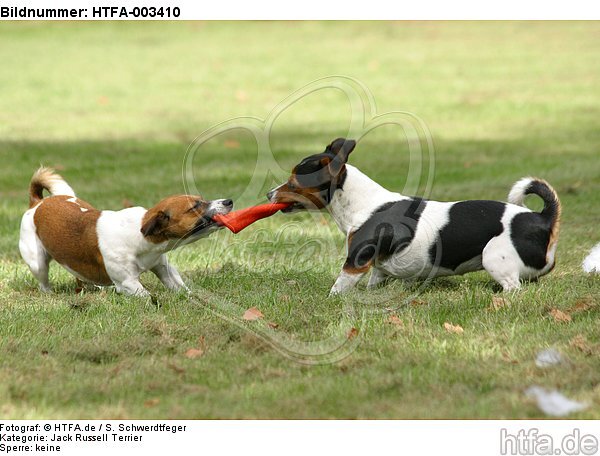 Jack Russell Terrier / HTFA-003410